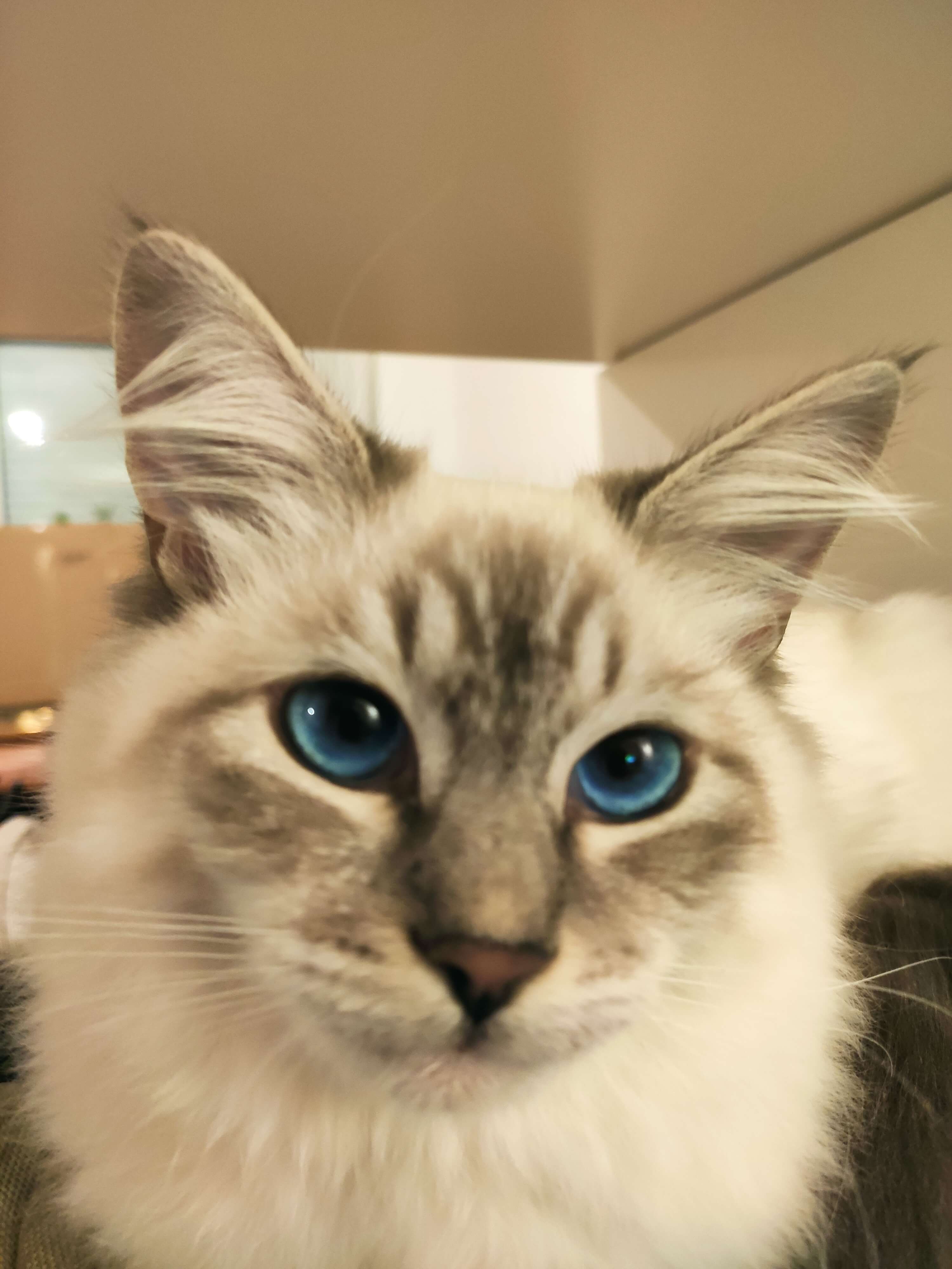 Real Cat Photo 1