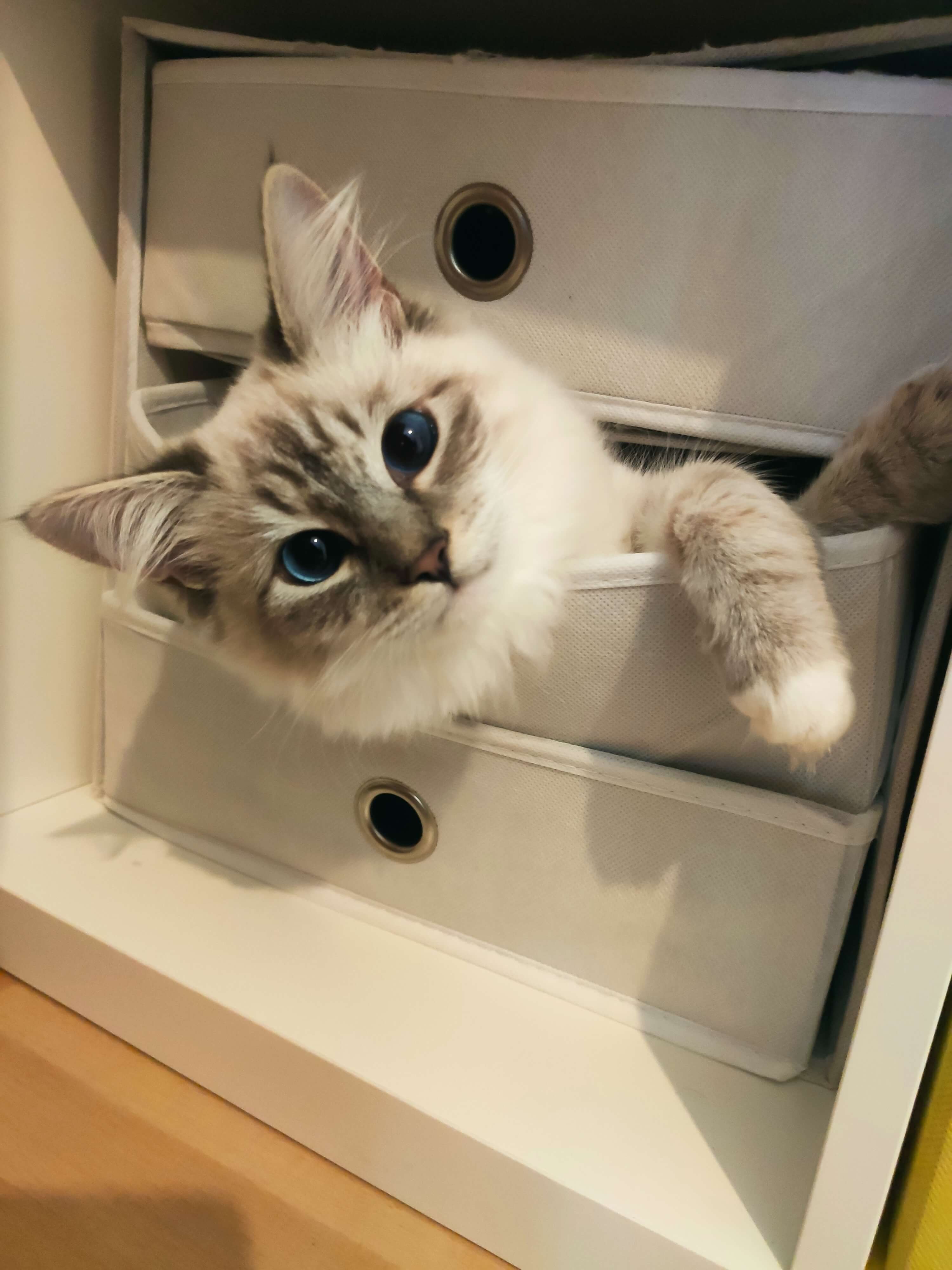 Real Cat Photo 2