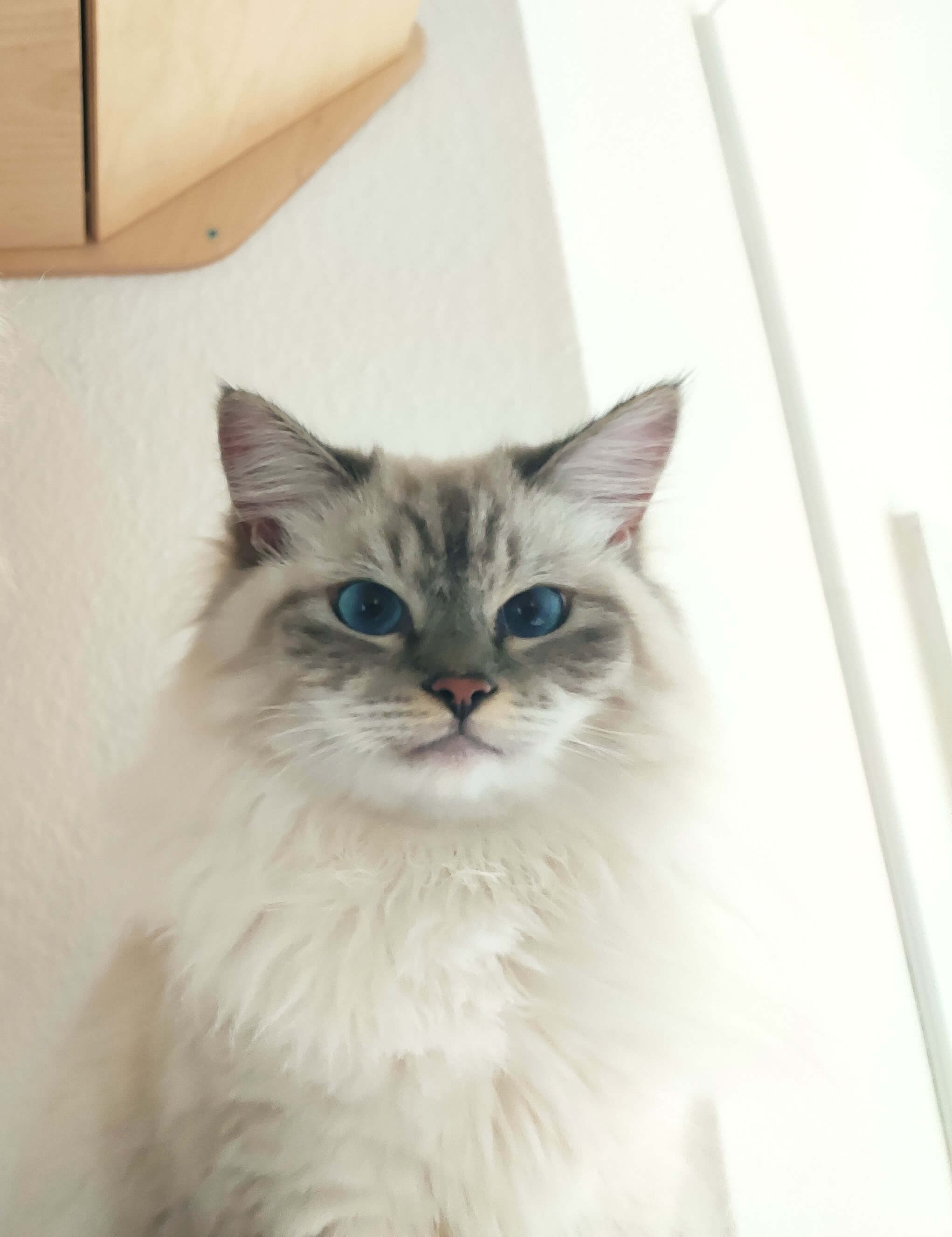 Real Cat Photo 3