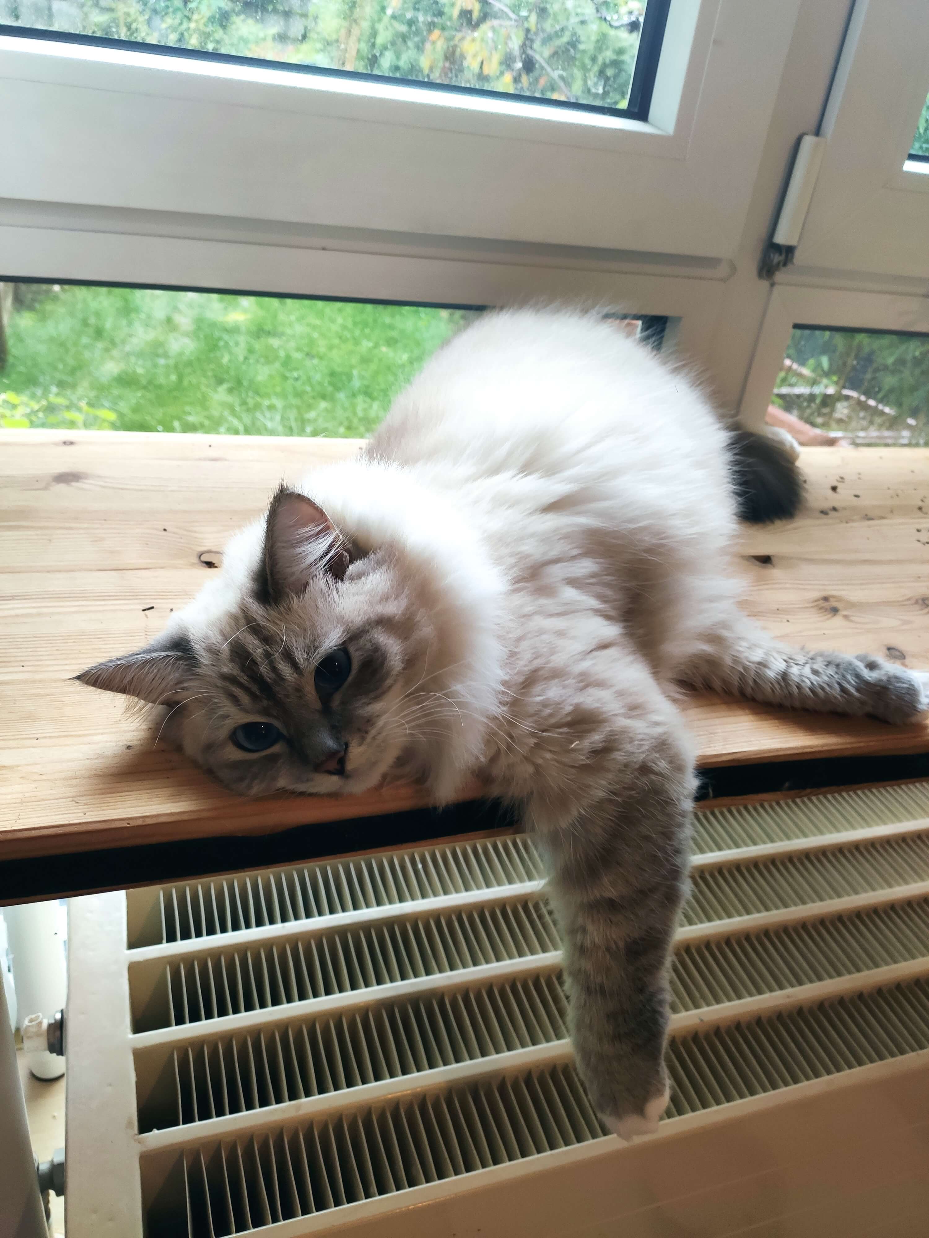 Real Cat Photo 4